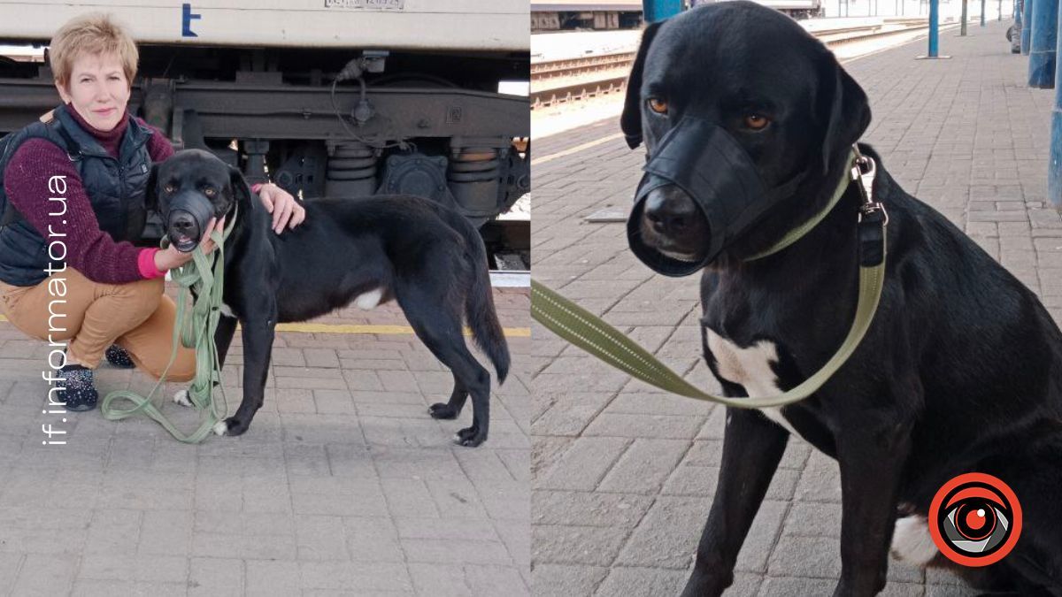 Врятований із прифронтової зони: зворушлива історія собаки Малиша 4