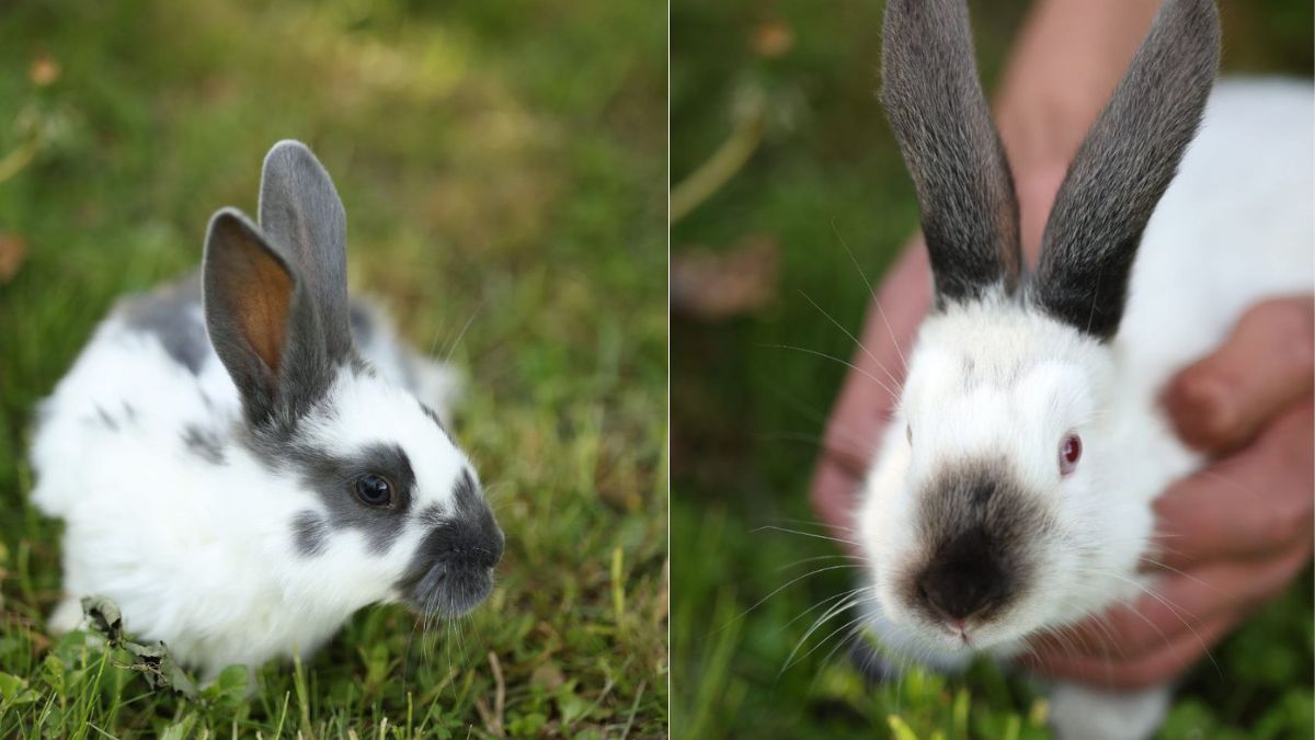 Школяр із Калущини у 16 років створив прибуткову мініферму кролів 2
