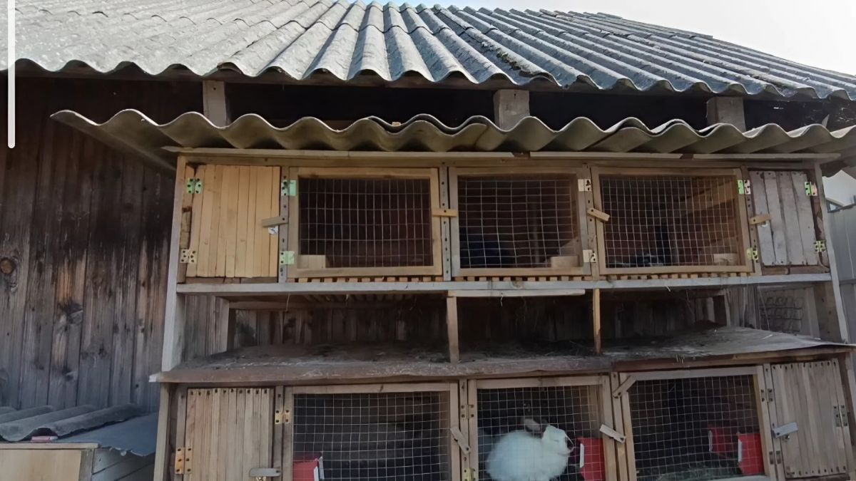 Школяр із Калущини у 16 років створив прибуткову мініферму кролів 3