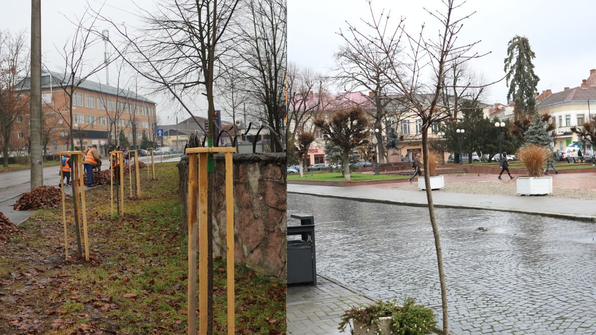 Коломия стає зеленішою: у місті висадили понад півсотні молодих дерев