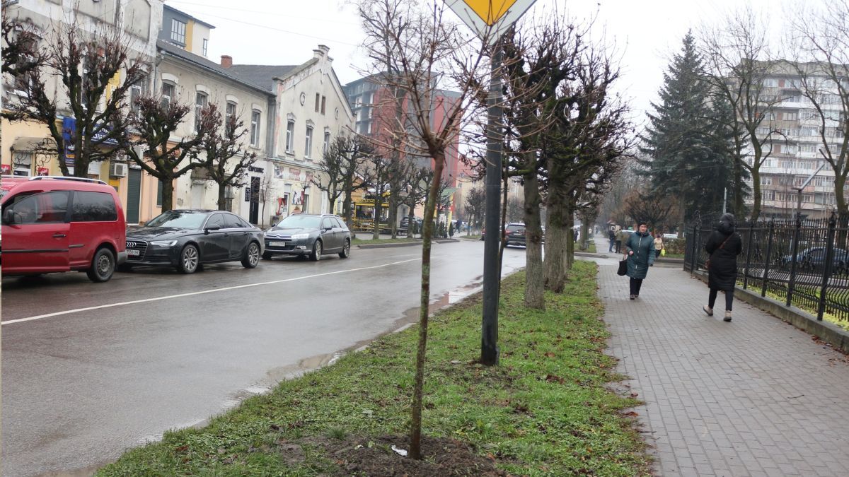 Коломия стає зеленішою: у місті висадили понад півсотні молодих дерев 4