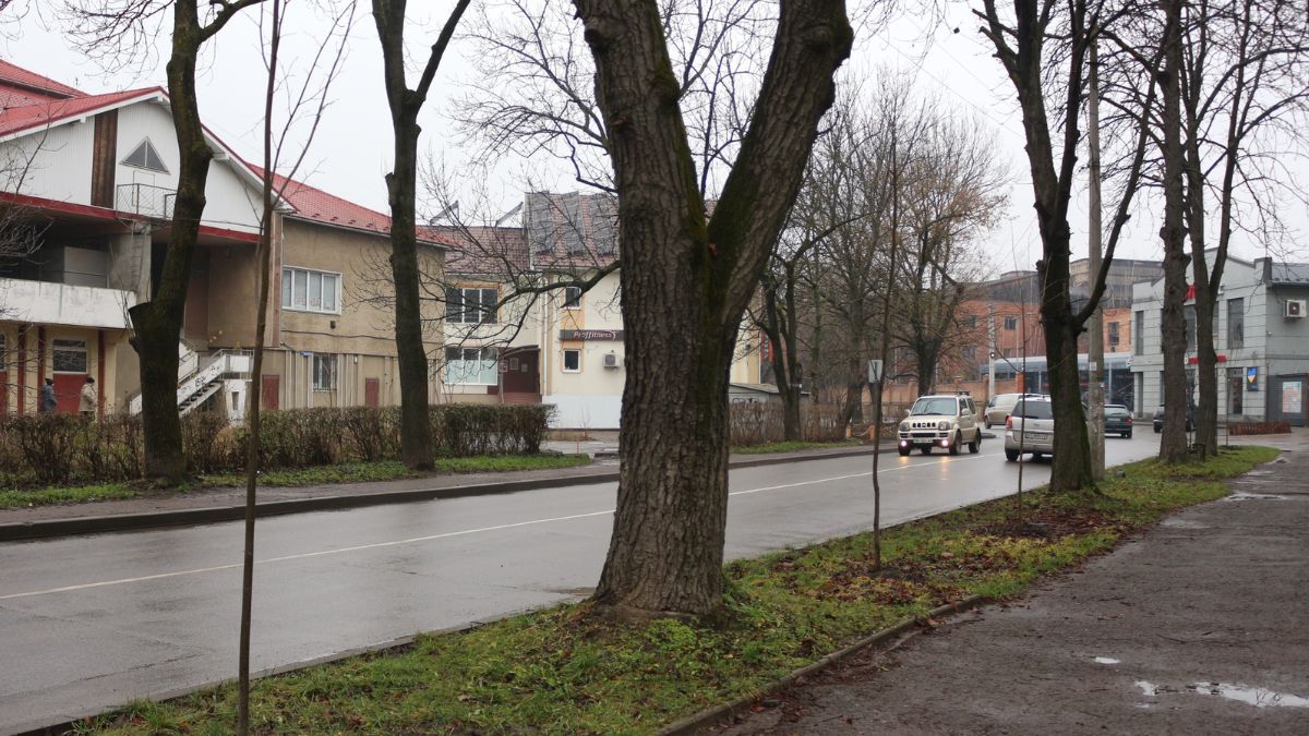 Коломия стає зеленішою: у місті висадили понад півсотні молодих дерев 6