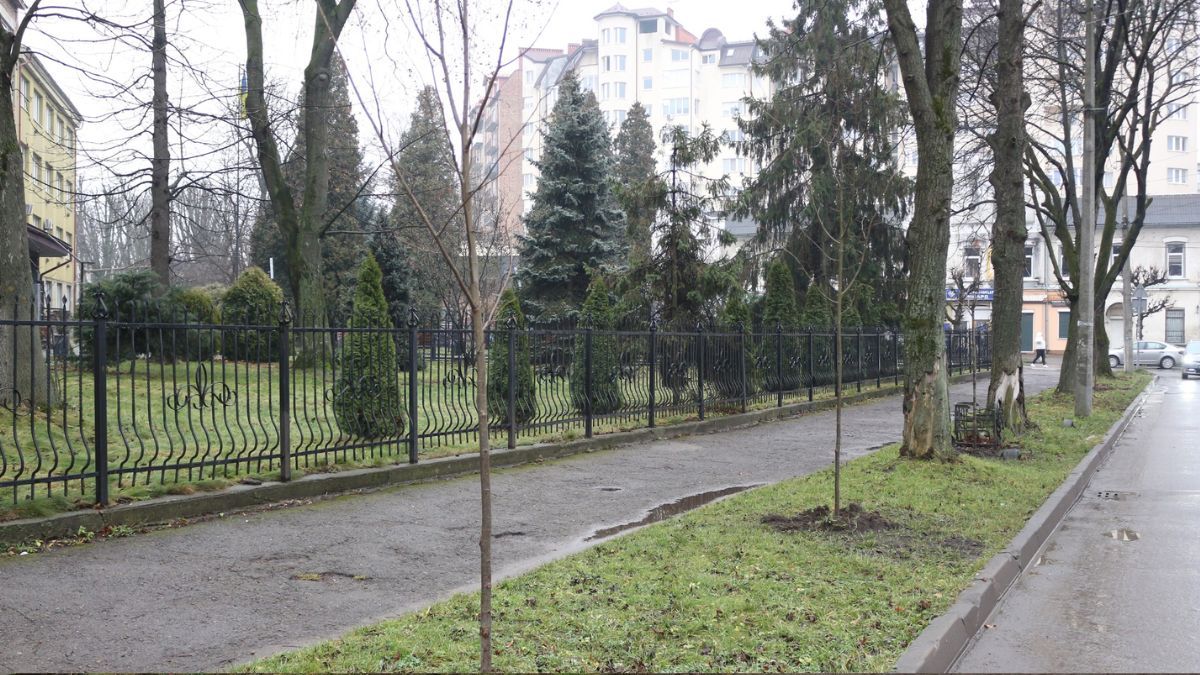Коломия стає зеленішою: у місті висадили понад півсотні молодих дерев 2