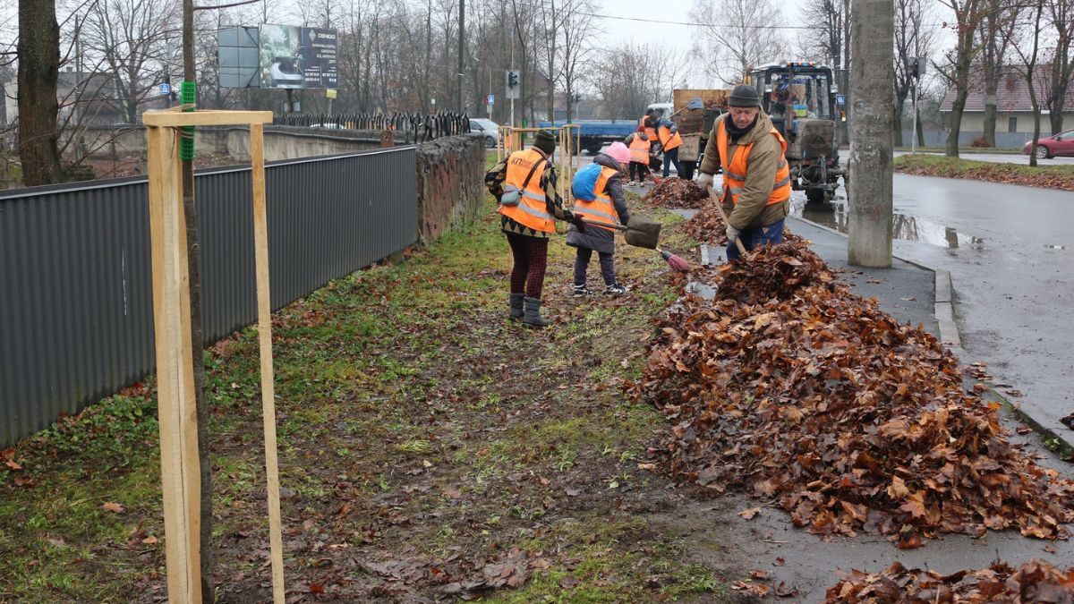 Коломия стає зеленішою: у місті висадили понад півсотні молодих дерев 1