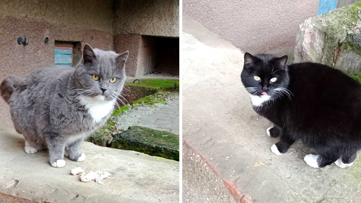 Чотирилапі друзі шукають теплу оселю та люблячих господарів 1