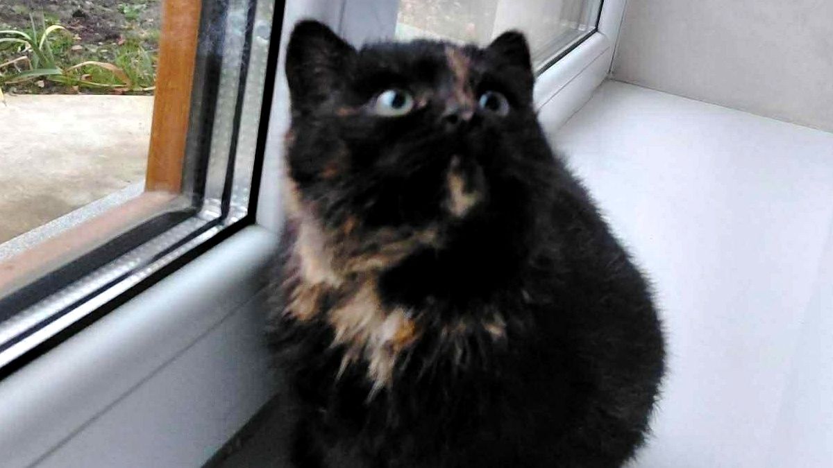 Чотирилапі друзі шукають теплу оселю та люблячих господарів 2