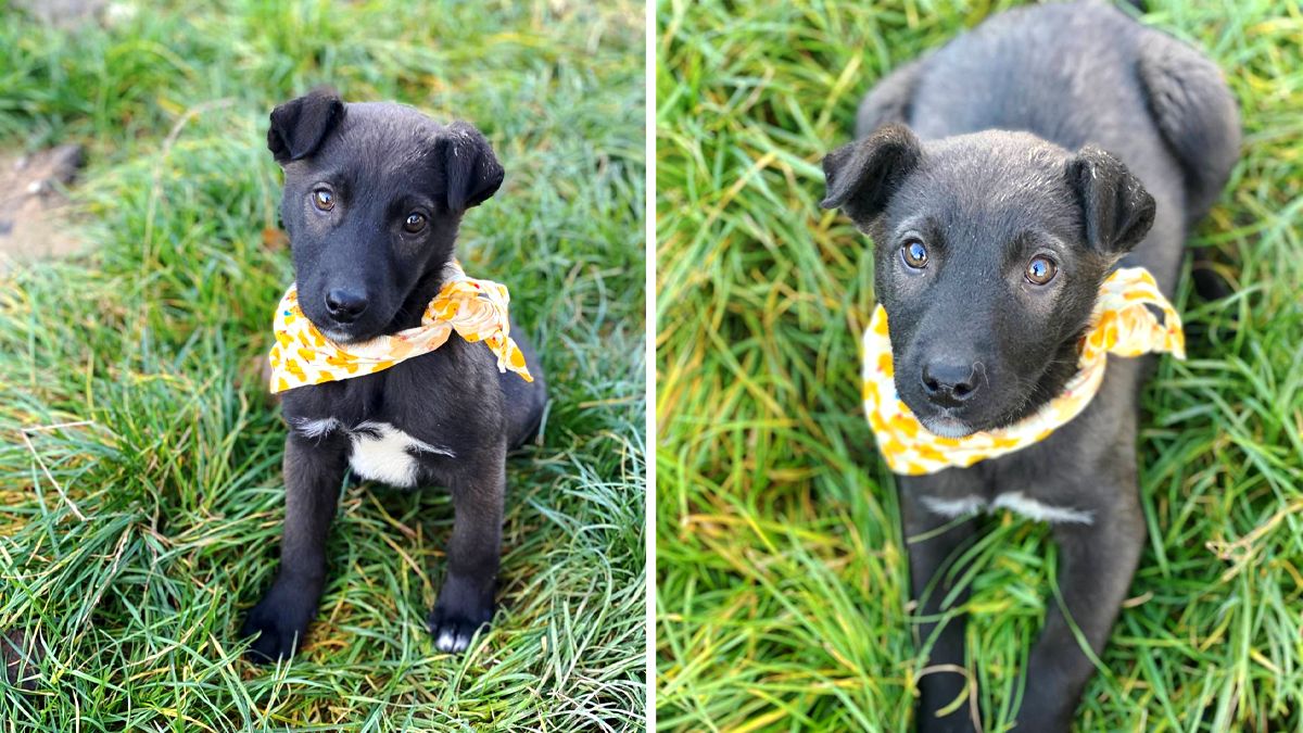 Чотирилапі друзі шукають теплу оселю та люблячих господарів 3