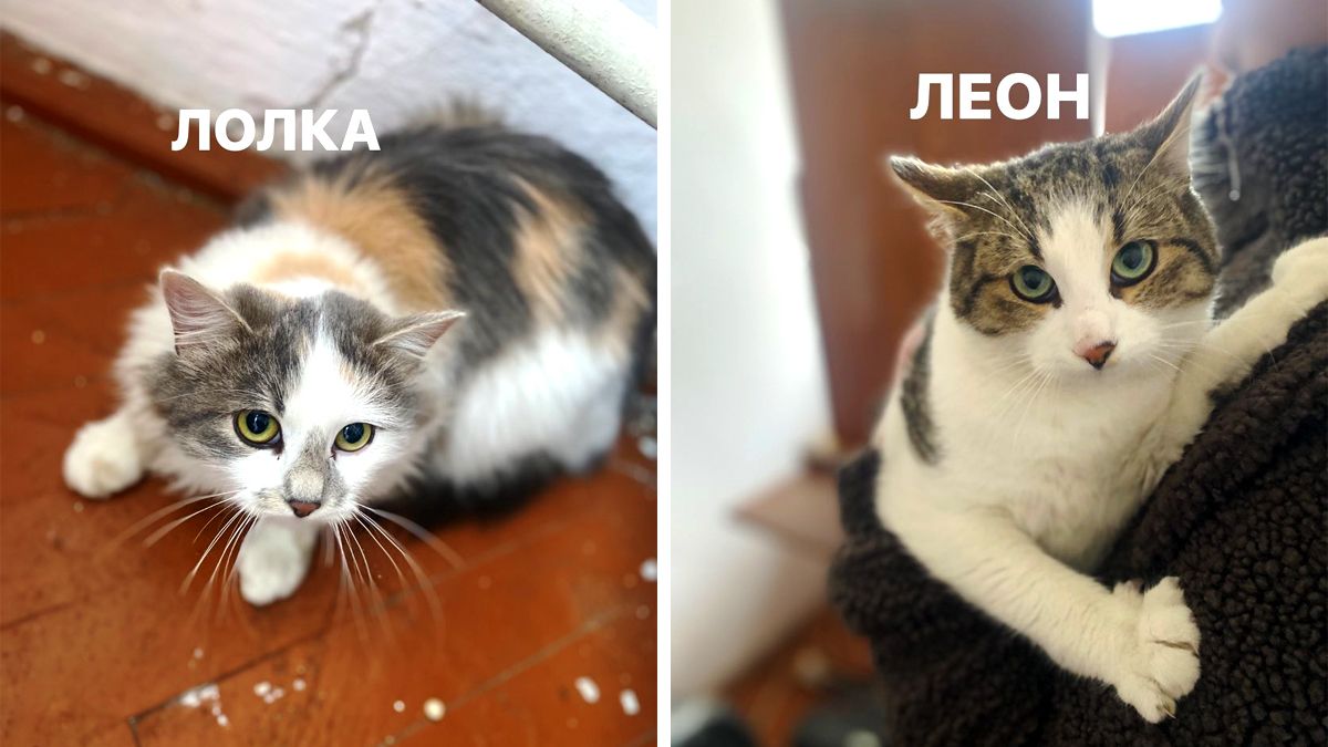 Чотирилапі друзі шукають теплу оселю та люблячих господарів 4