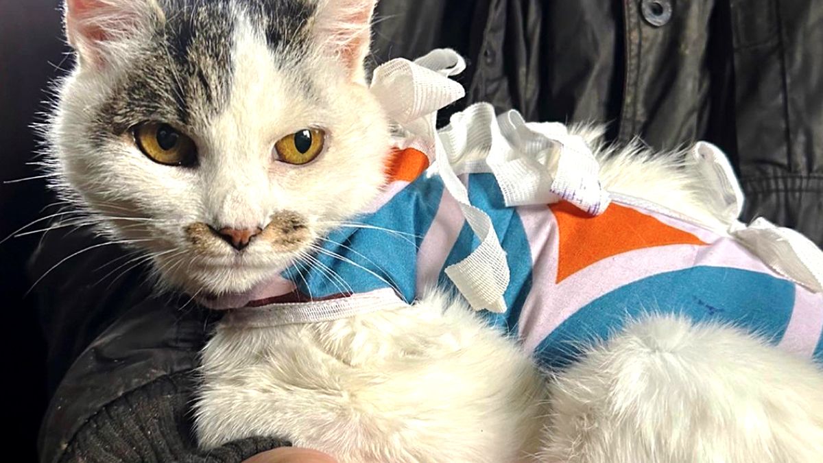 Чотирилапі друзі шукають теплу оселю та люблячих господарів 5