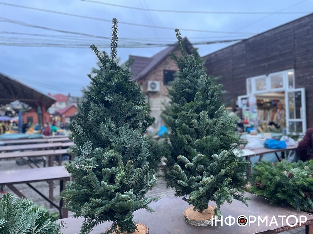 Скільки цьогоріч коштують живі ялинки в Коломиї 1