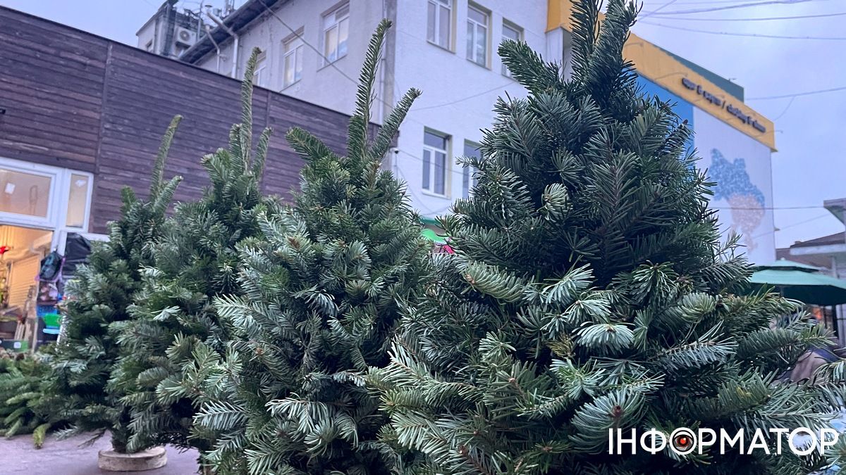 Скільки цьогоріч коштують живі ялинки в Коломиї 3