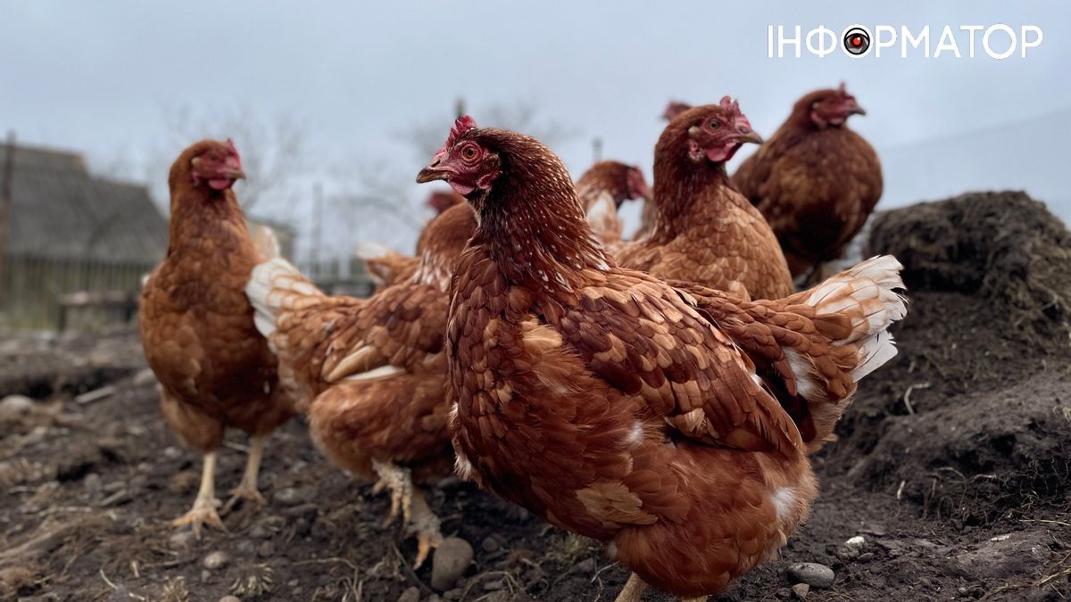 Чим годувати курей та що робити, аби вони неслися взимку