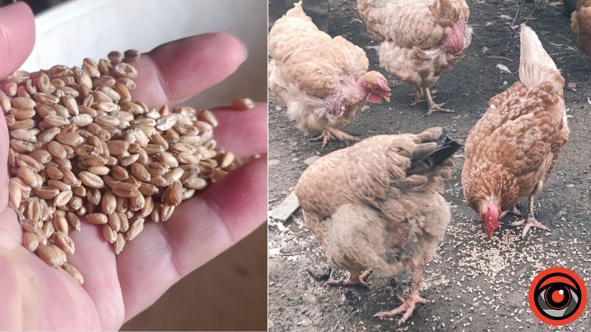 Чим годувати курей та що робити, аби вони неслися взимку: поради господині з Прикарпаття 1