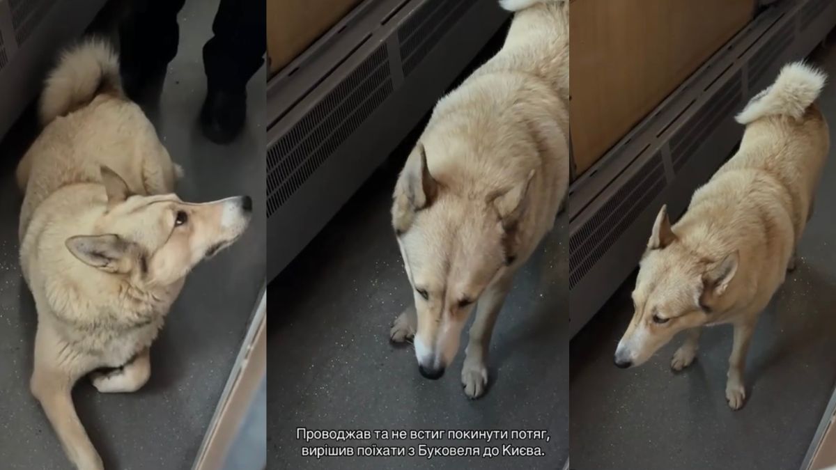 Несподіваний пасажир: собака проїхав 35 км у потязі до Києва