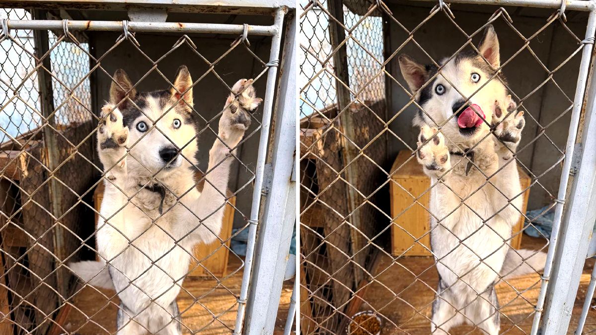 Чотирилапі друзі шукають люблячу сім'ю у Коломиї 1
