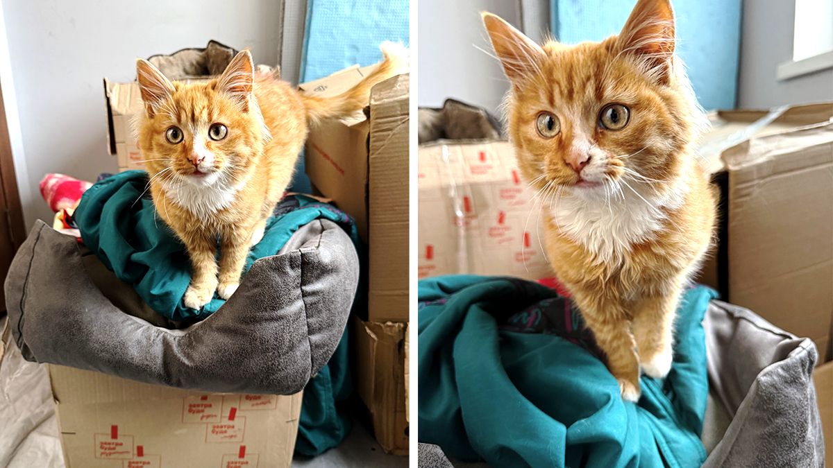 Чотирилапі друзі шукають люблячу сім'ю у Коломиї 2