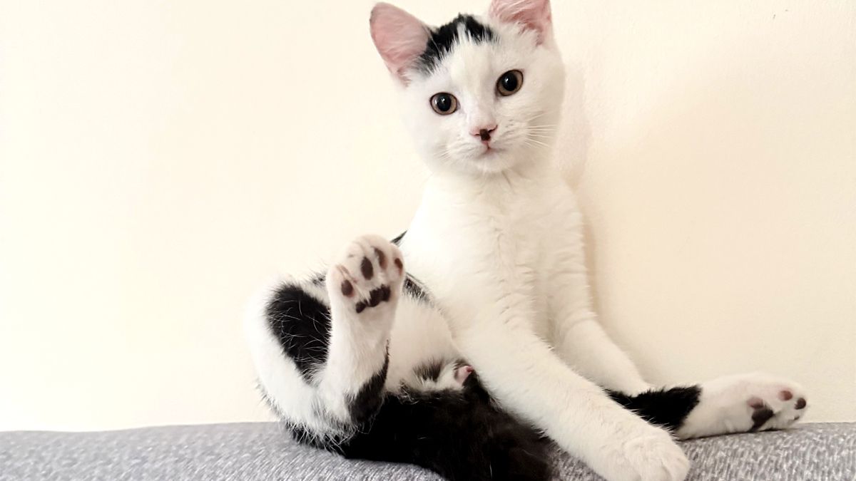 Чотирилапі друзі шукають люблячу сім'ю у Коломиї 3