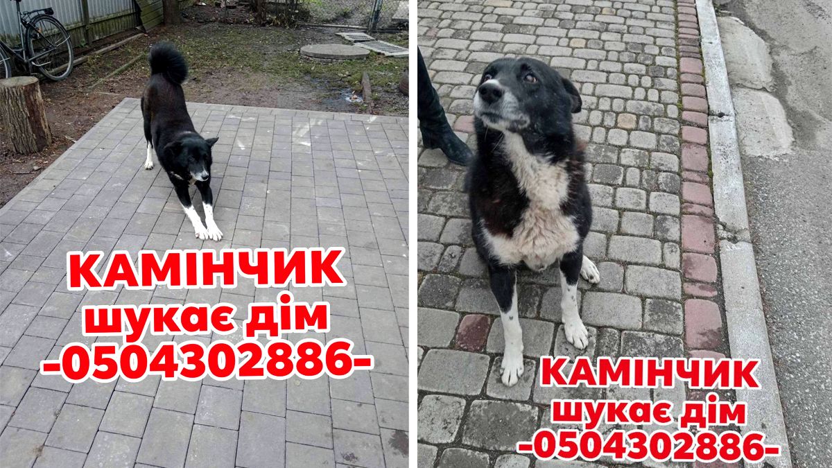 Чотирилапі друзі шукають люблячу сім'ю у Коломиї 4