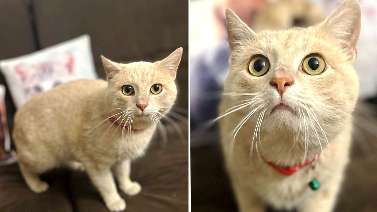 Чотирилапі друзі шукають люблячу сім'ю у Коломиї 5