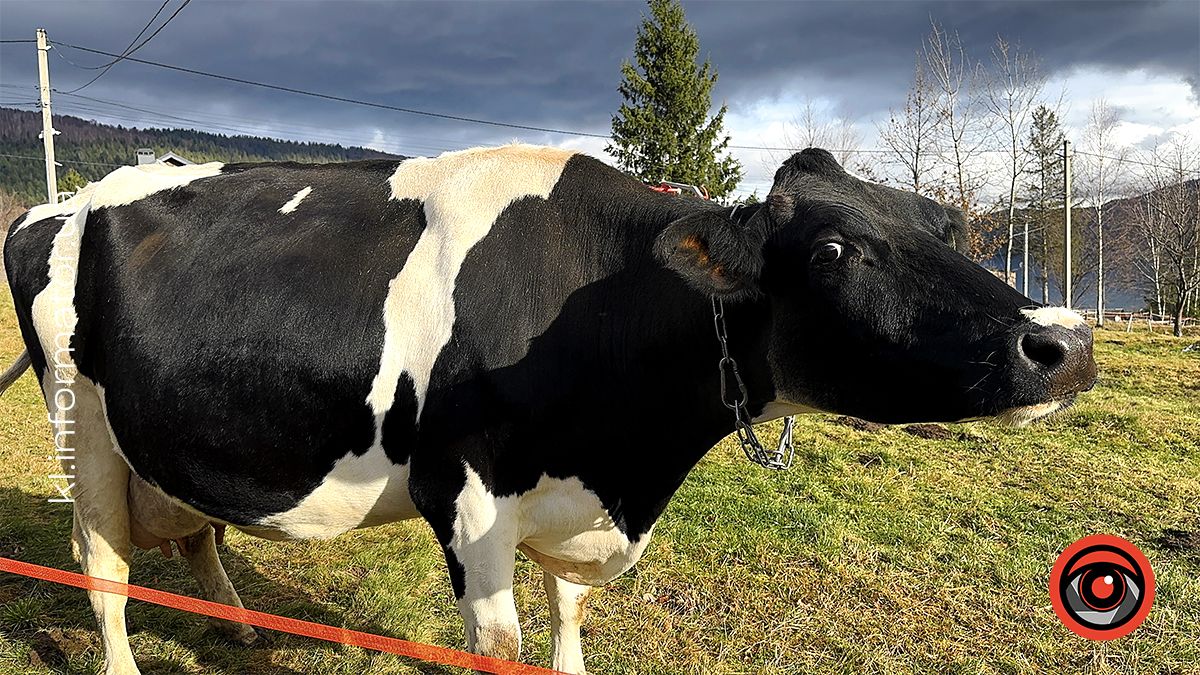 Zagos Farm: більше, ніж ферма у серці Карпат 6