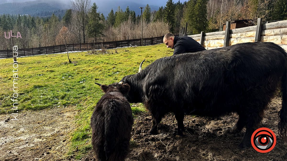 Zagos Farm: більше, ніж ферма у серці Карпат 4