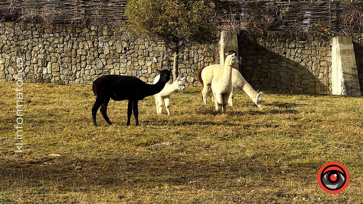 Zagos Farm: більше, ніж ферма у серці Карпат 3