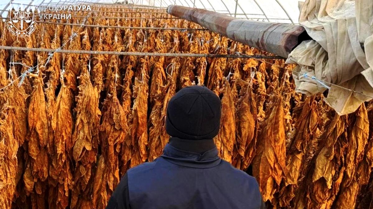 Мешканці Коломийщини незаконно вирощували та збували тютюн