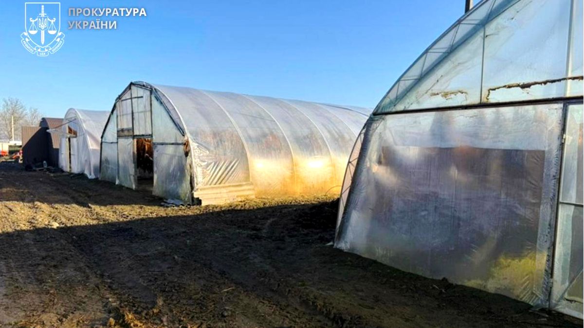 Мешканці Коломийщини незаконно вирощували та збували тютюн 2