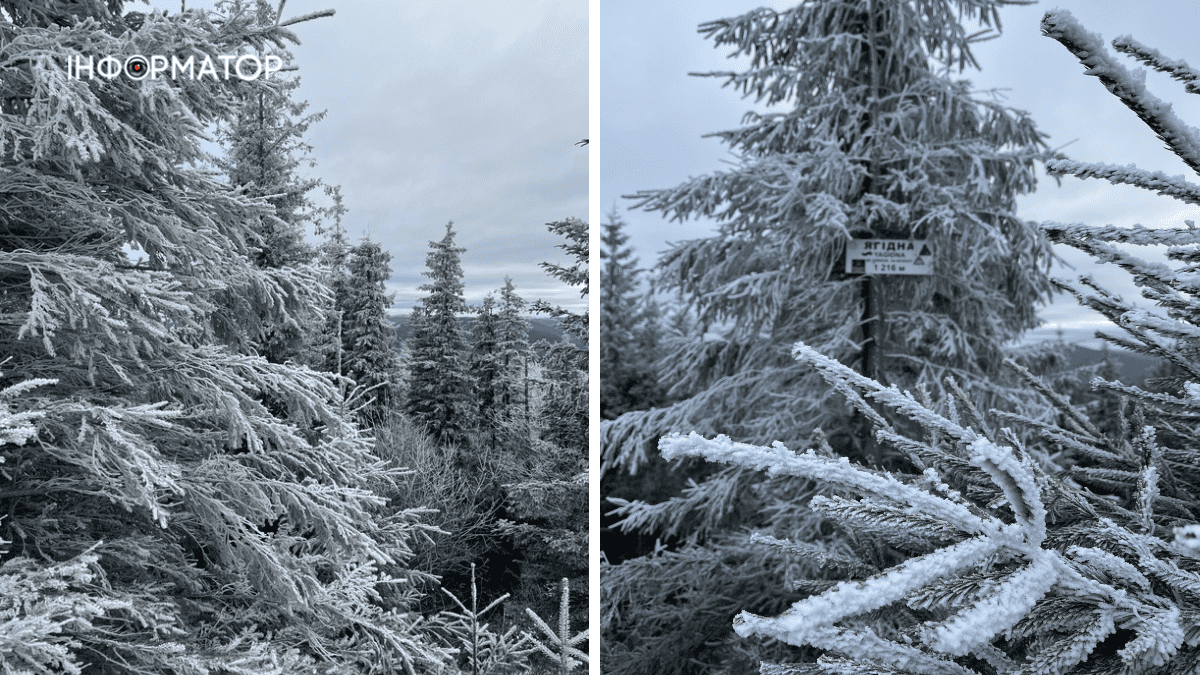 Сором'язливий дебют зими: фоторепортаж грудневих Карпат 3