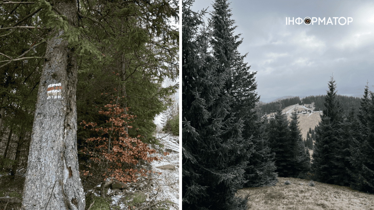 Сором'язливий дебют зими: фоторепортаж грудневих Карпат 4