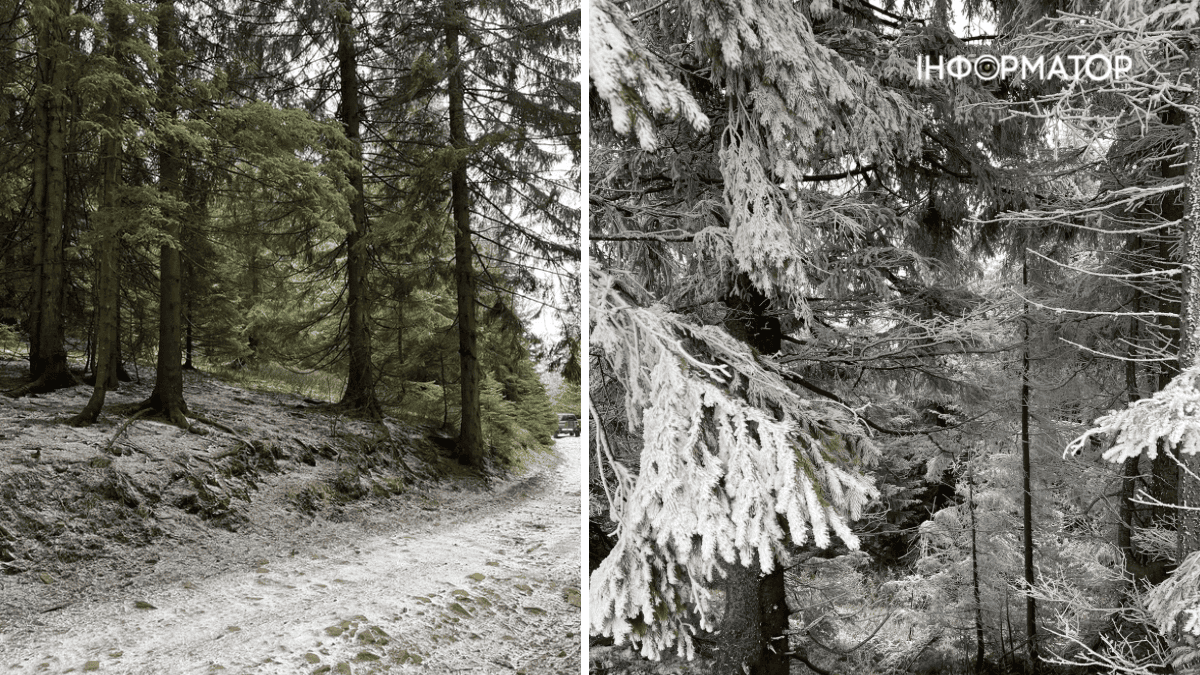 Сором'язливий дебют зими: фоторепортаж грудневих Карпат 6