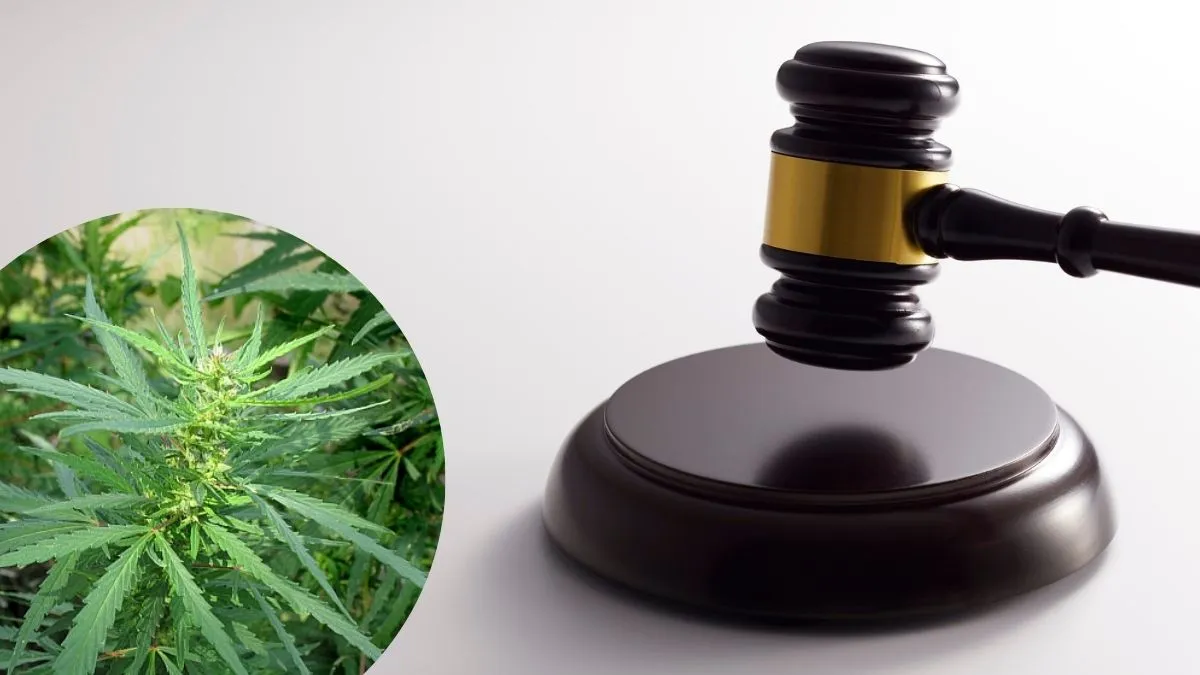 Як суд на Коломийщині покарав чоловіка, який вирощував понад 100 рослин коноплі