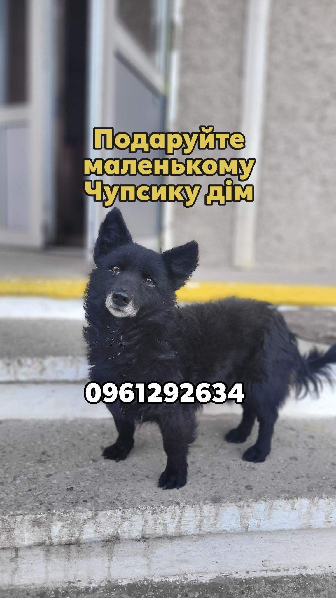 Тепло на Різдво: коломийські чотирилапі все ще шукають домівки 1