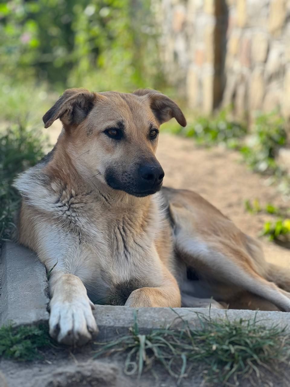 Тепло на Різдво: коломийські чотирилапі все ще шукають домівки 2