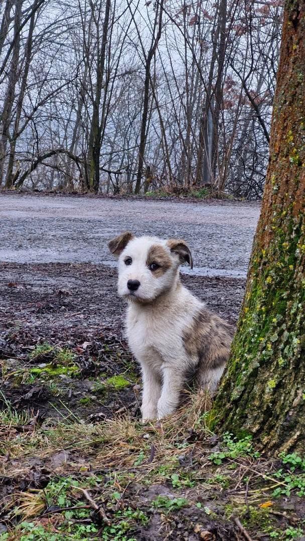 Тепло на Різдво: коломийські чотирилапі все ще шукають домівки 4