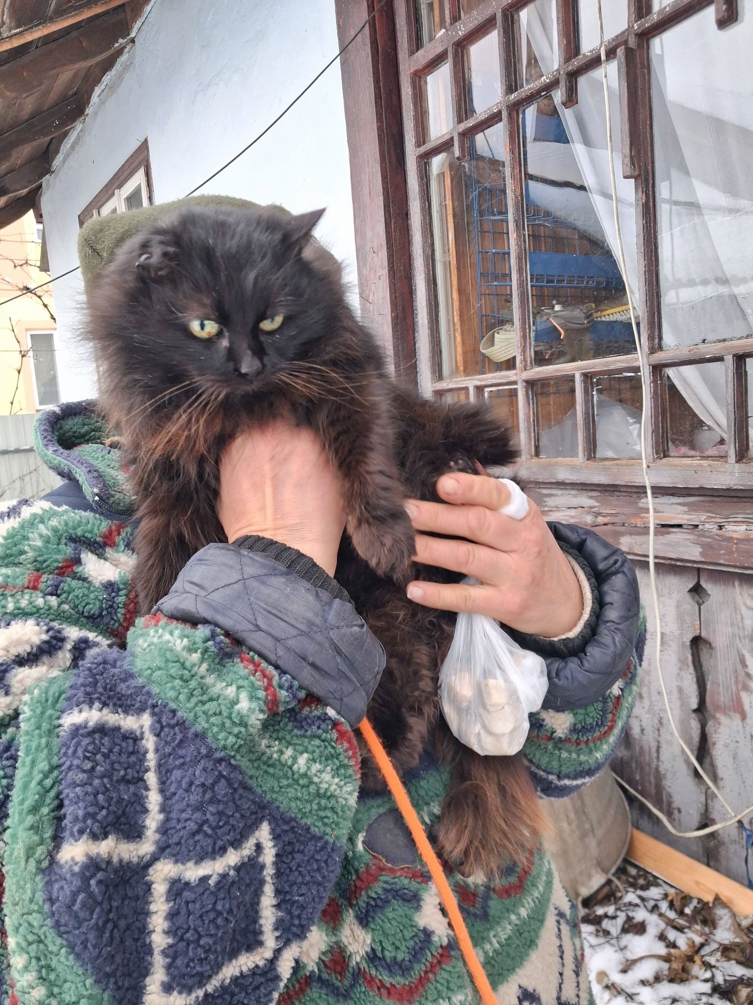 Тепло на Різдво: коломийські чотирилапі все ще шукають домівки 3