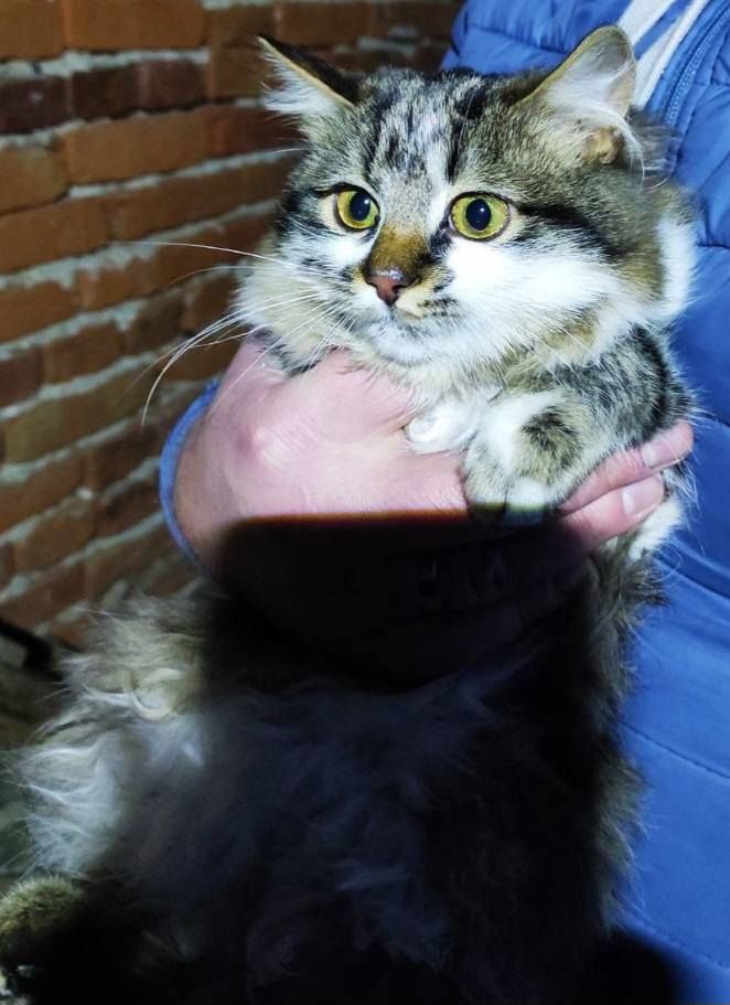 Тепло на Різдво: коломийські чотирилапі все ще шукають домівки 5