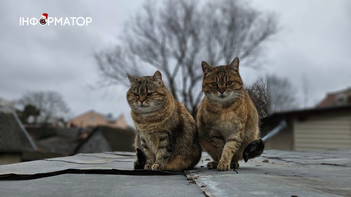 Коломийські безпритульні чотирилапі