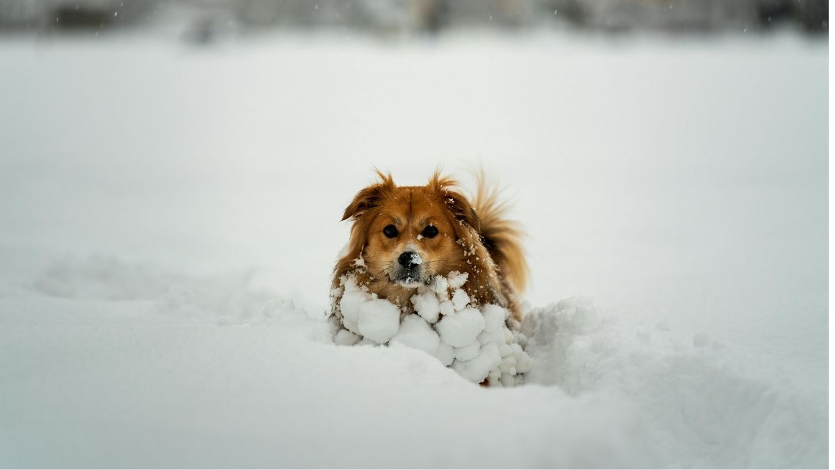 Чотирилапі шукають нову родину в Коломиї