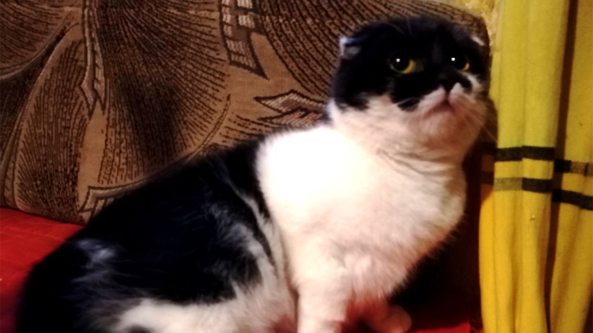 Чотирилапі шукають нову родину в Коломиї 1