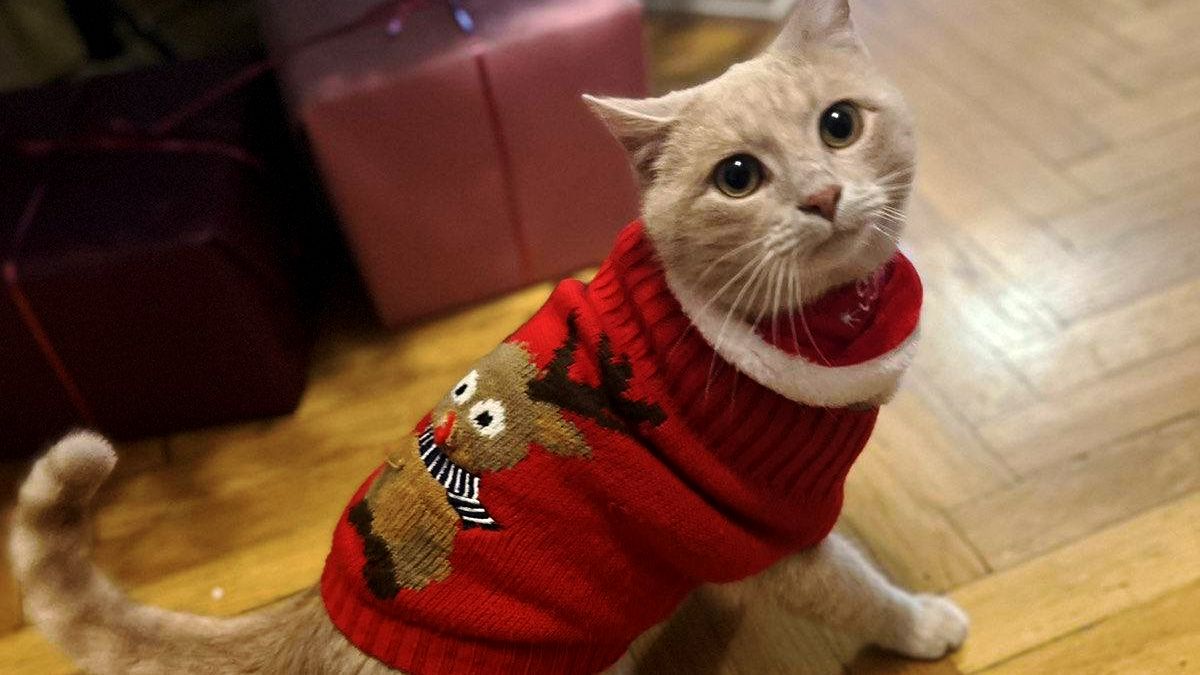 Чотирилапі шукають нову родину в Коломиї 2