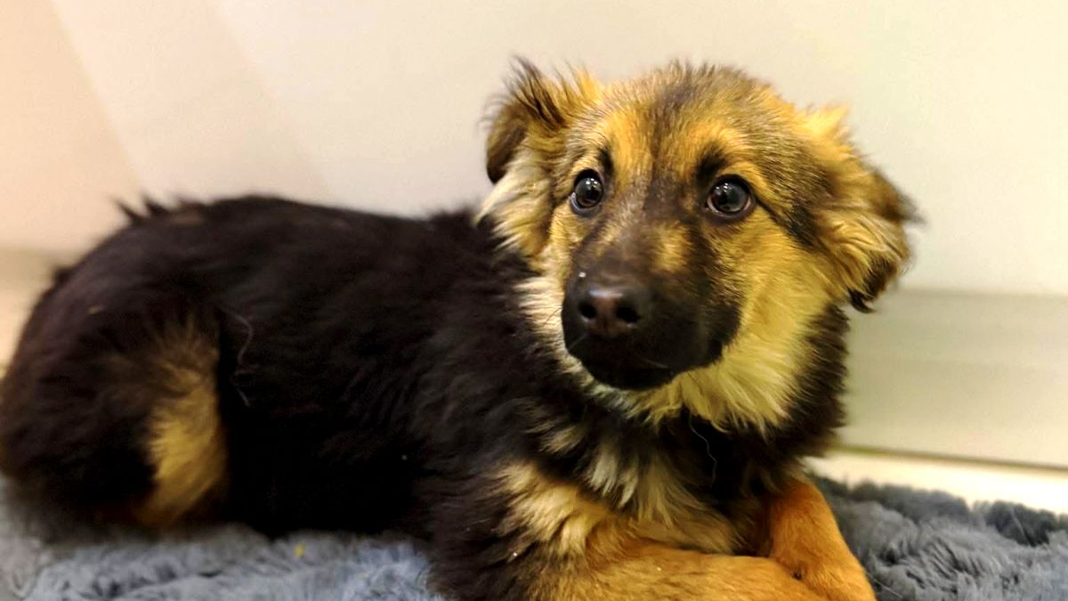 Чотирилапі шукають нову родину в Коломиї 3