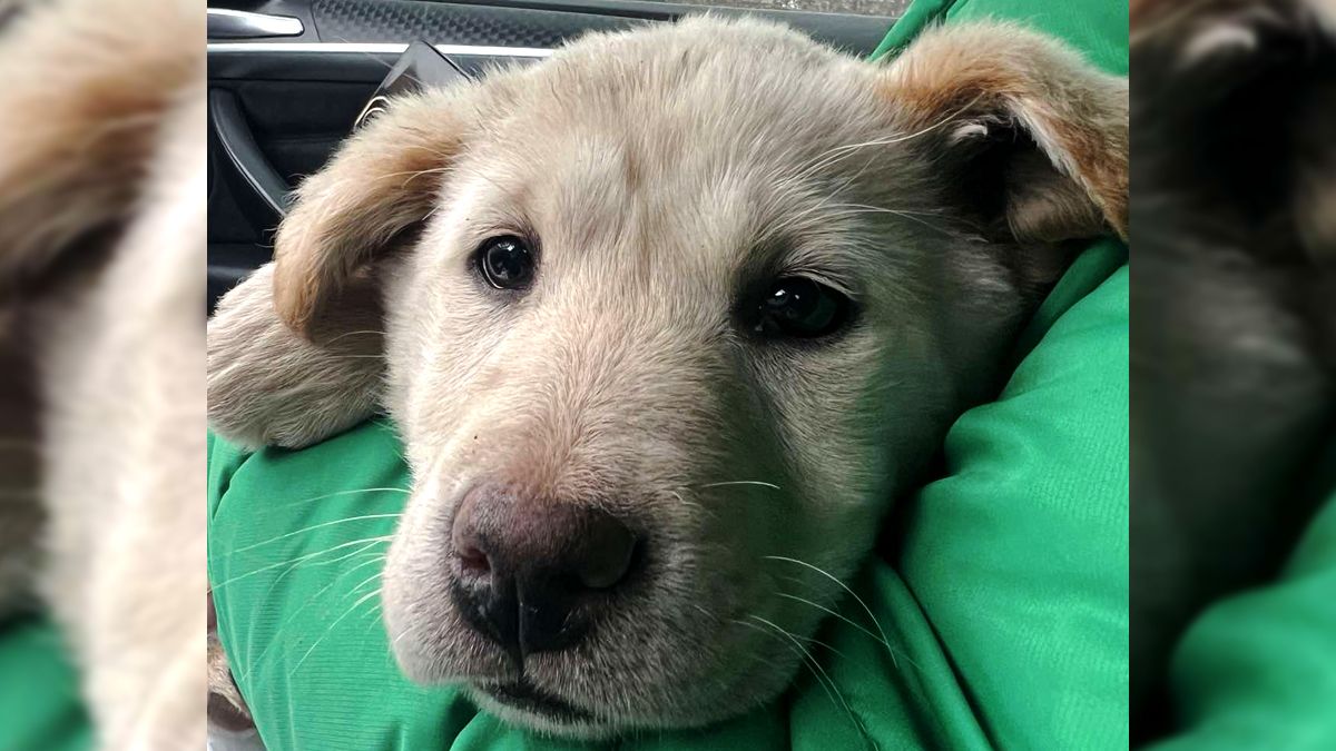 Чотирилапі шукають нову родину в Коломиї 4