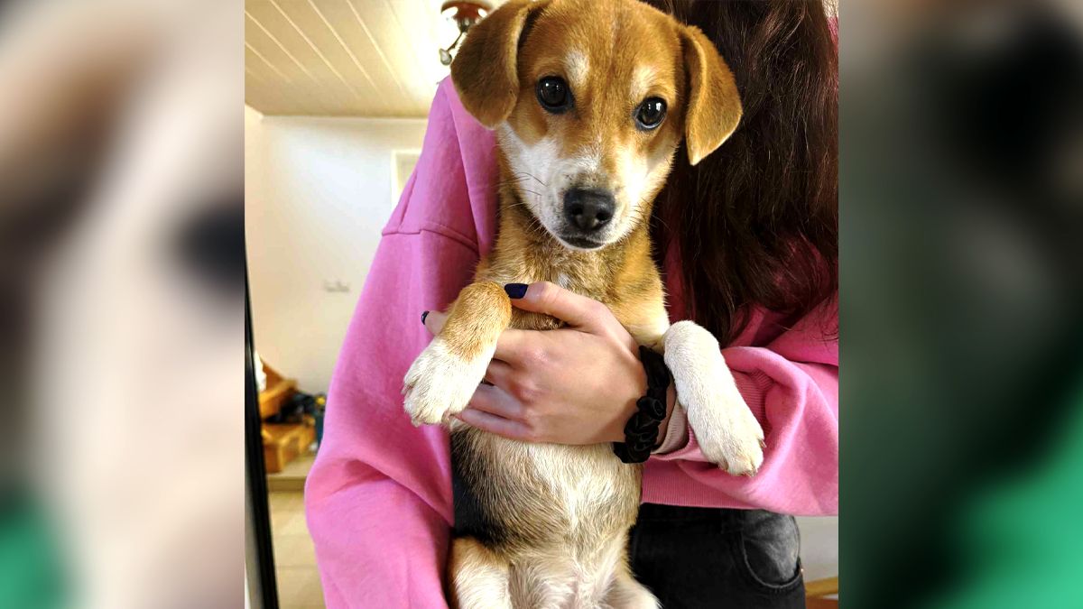 Чотирилапі шукають нову родину в Коломиї 5