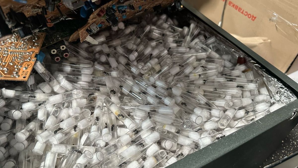 Від айфонів до пітонів: що намагалися перевезти через кордон у 2025 році 2