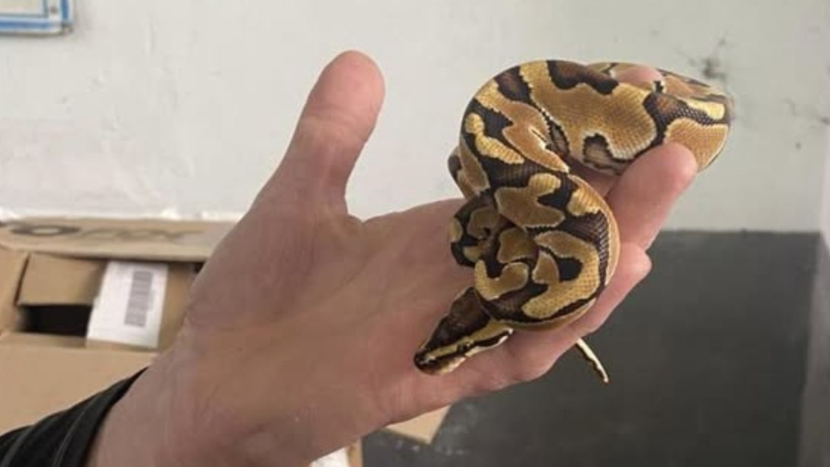 Від айфонів до пітонів: що намагалися перевезти через кордон у 2025 році 3