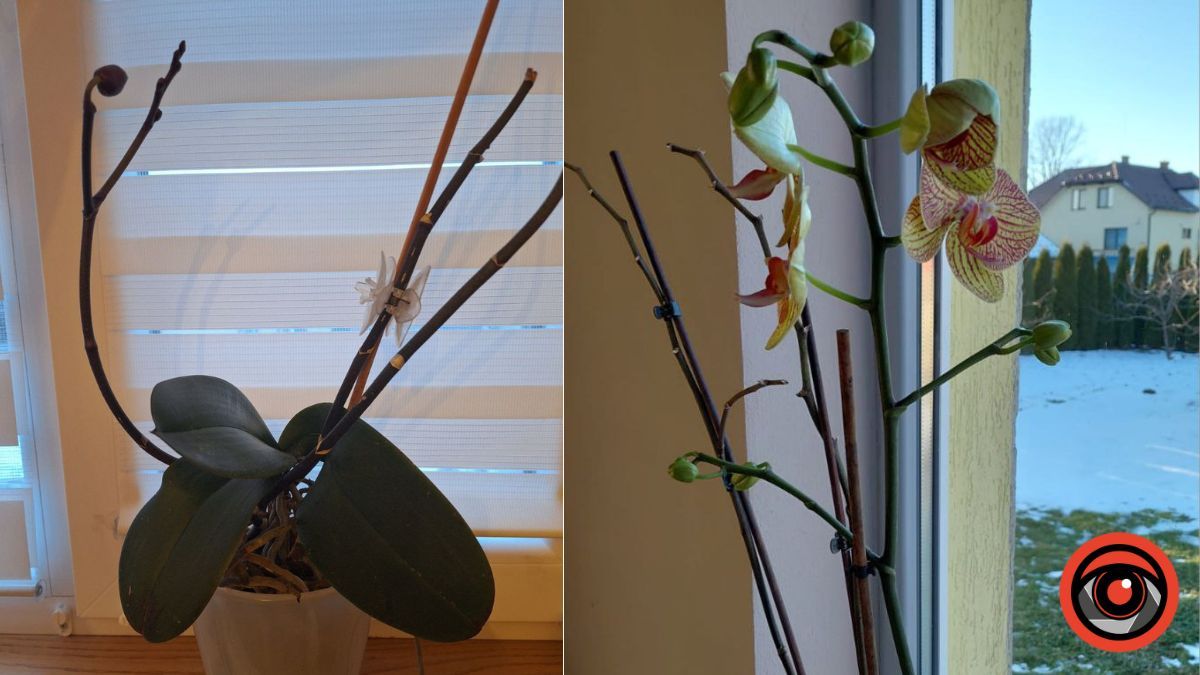 Як доглядати за орхідеєю, щоб вона цвіла й взимку: секрети від прикарпатки Христини Васусь