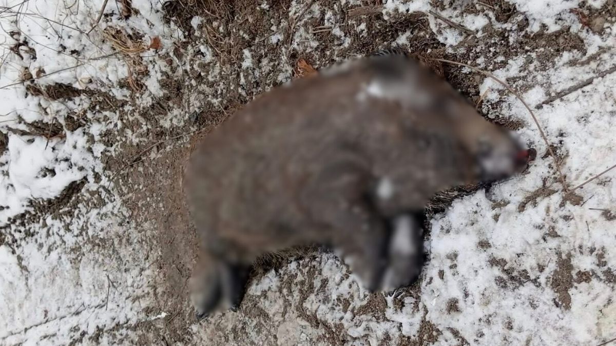 На Косівщині виявили африканську чуму диких свиней