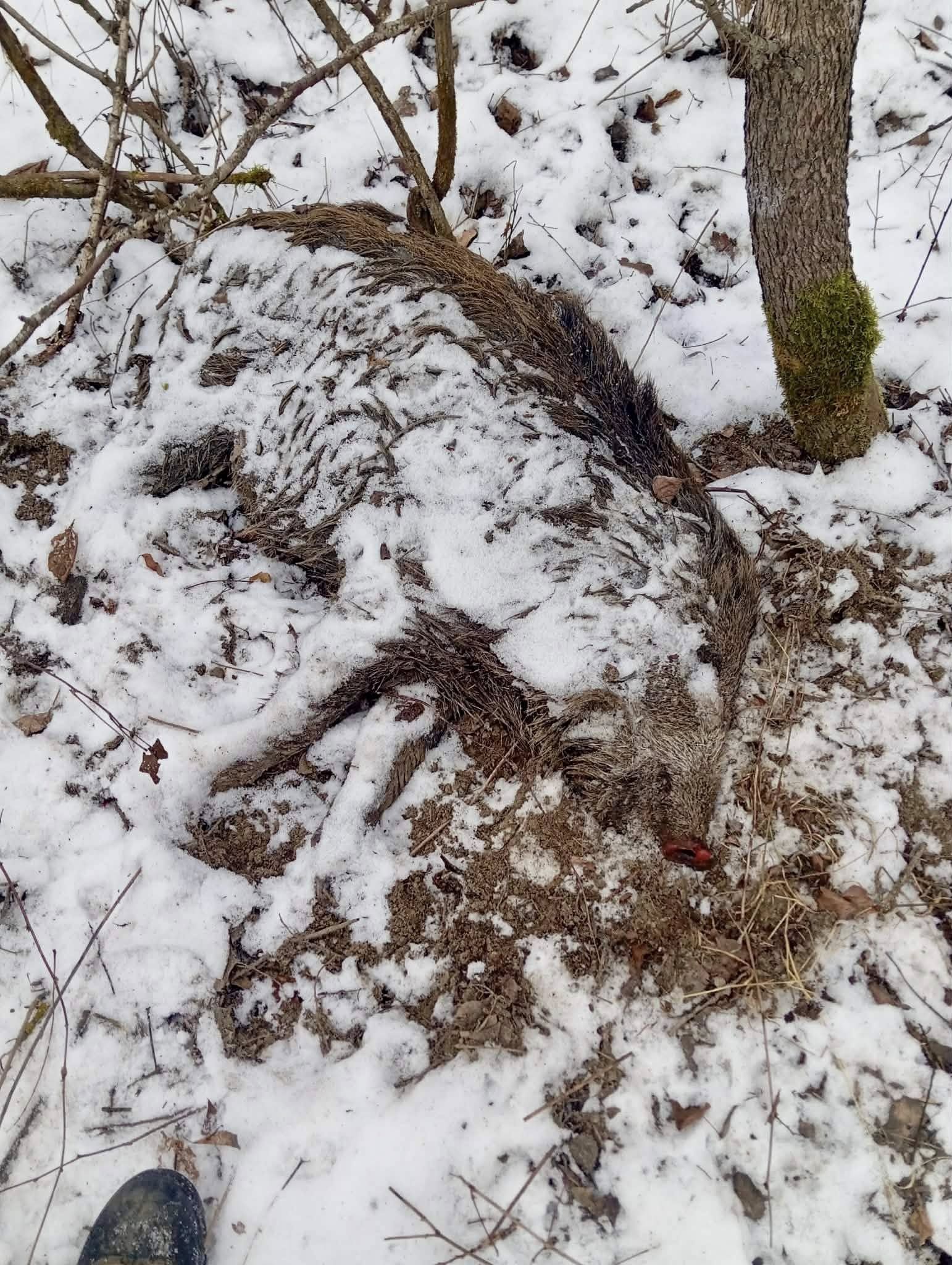 Знайдені рештки диких кабанів на Косівщині. Фото: Роман Клим