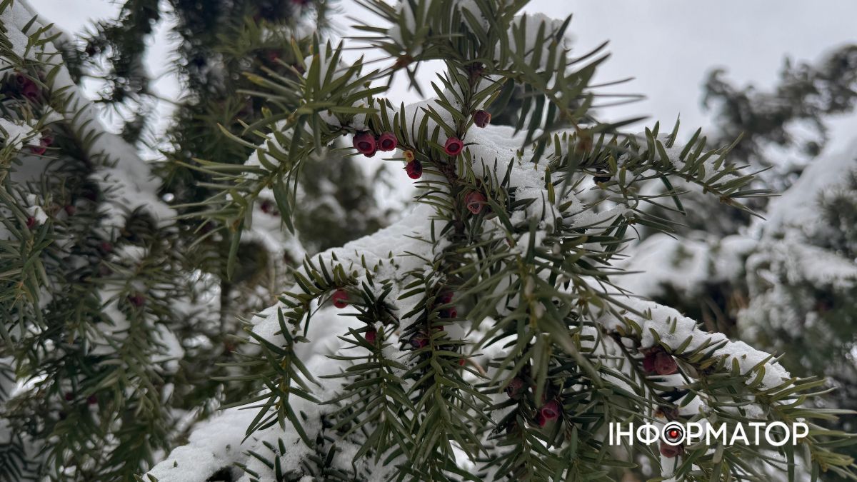 Писанкова під товщею снігу: фоторепортаж зимової Коломиї 20
